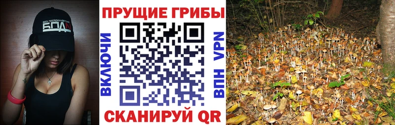 закладка Беслан мега ссылка Псилоцибиновые грибы мицелий